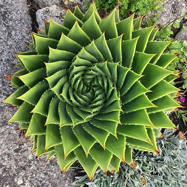18. Perfect symmetry straight from nature!
