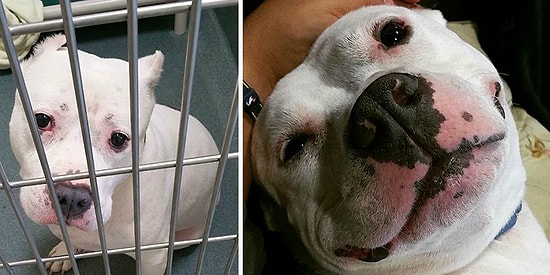 11 причин почему не стоит покупать животное, а лучше взять его из приюта