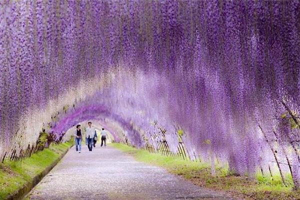 2. Wisteria Çiçek Tüneli – Japonya