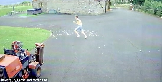 Сумасшедшая погоня подростка, курицы и лисы!