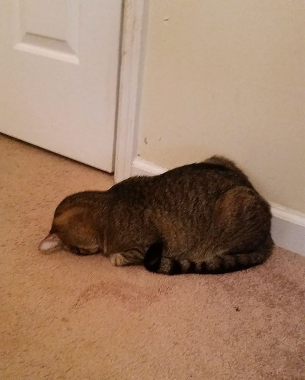 13. А как он дышит?