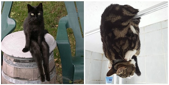 20 фото, где коты - не коты