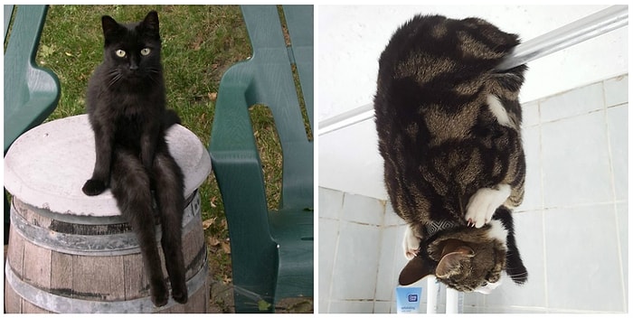 20 фото, где коты - не коты