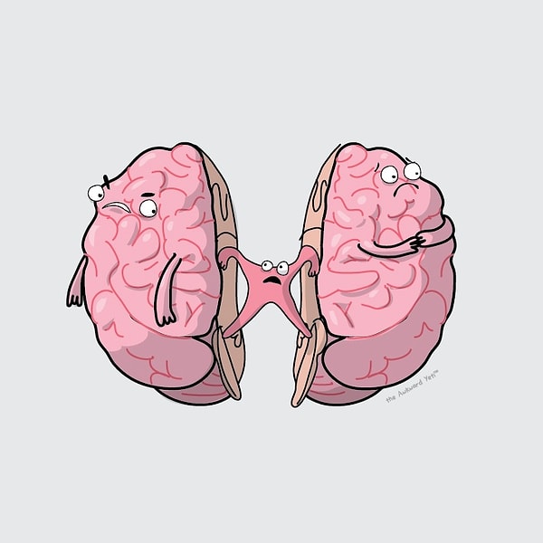 7. «Мостик» между двумя полушариями