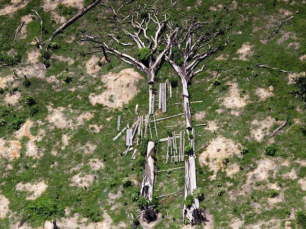 20. Bu yıkılımış ağaçlar Brezilya'nın Novo Progresso bölgesinde yasal olmayan ormancılık ve madencilik aktivitelerine son vermek için yapılan projelerde görüntülendi.