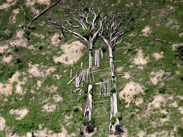 20. Bu yıkılımış ağaçlar Brezilya'nın Novo Progresso bölgesinde yasal olmayan ormancılık ve madencilik aktivitelerine son vermek için yapılan projelerde görüntülendi.