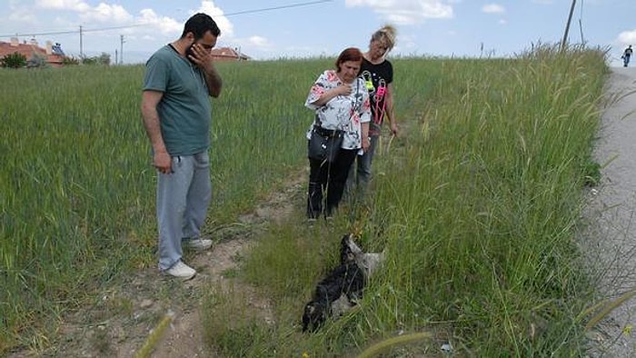 Ankara'da İnsanlık Dışı Vahşet! Sokak Hayvanlarını Önce Zehirlediler Sonra Yaktılar...