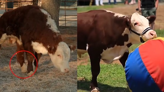 Arka Bacağını Kaybeden İneğin Duygulandıran Kurtarılma Öyküsü