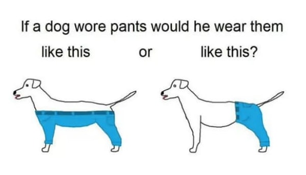 2. Чем-то всё это даже напомнило шумиху в Твиттере 2015 года, связанную с тем, как бы носила штаны собака, если бы у неё были таковые.