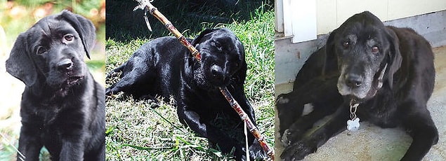 2. Şimdi bir melek olan Delilah, 4 aylıkklen, 3 ve 12 yaşındayken.