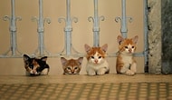 Sinema Salonlarını Patilediler: "Kedi" ABD'de En Çok İzlenen Türk Filmi Oldu!