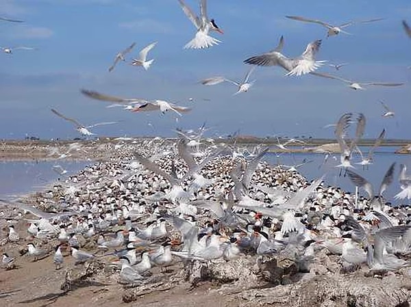 6. Однако есть примеры, когда поведение животных помогло предсказать крупные землетрясения.