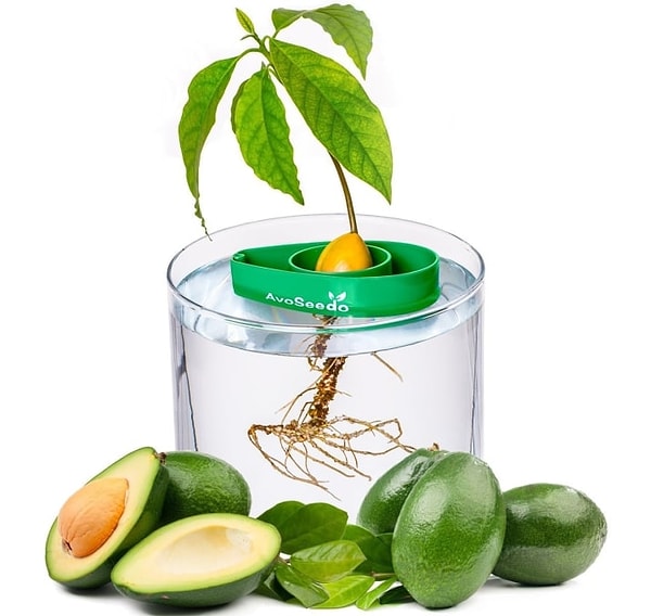 18. Саженец авокадо, чтобы иметь собственные продукты для приготовления гуакамоле