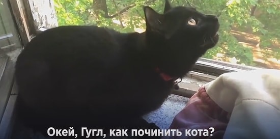 Котики, познавшие дзен