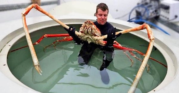 9. Гигантский краб