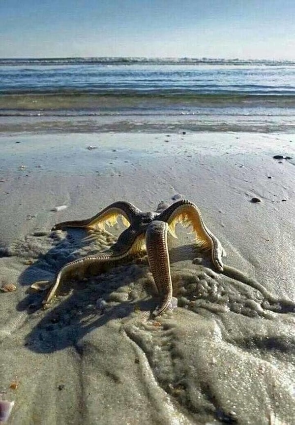 6. Непонятно, что это, но смотреть на ЭТО жутко противно!