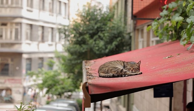 Sinema Salonlarini Patilediler Kedi Abd De En Cok Izlenen Turk Filmi Oldu