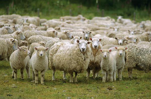Deve sürülerinin yanında 5 bin koyun ve çobanları da durumdan nasibini alarak ülkeden gönderildi.