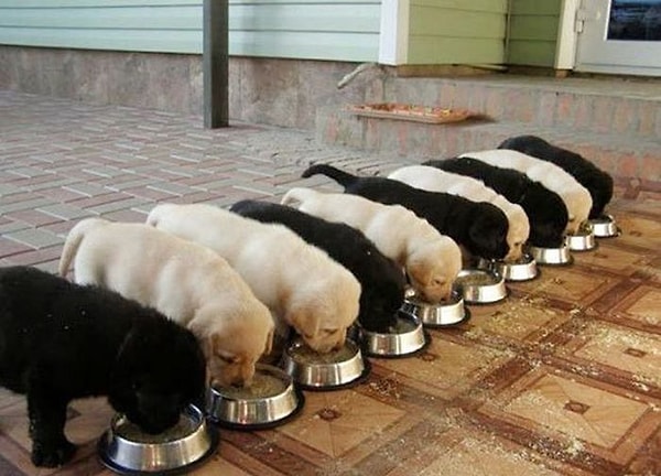 13. Один щенок нарушил весь порядок!