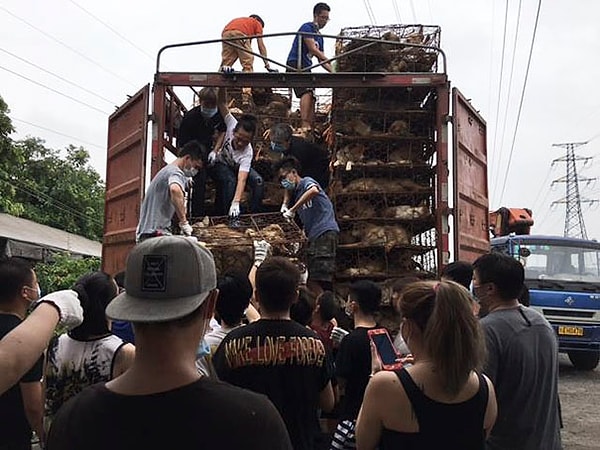 6. Мучения животных прекратились, когда местный мужчина преградил путь грузовику своим внедорожником и попросил у водителя сертификат на собачье мясо на каждую собаку