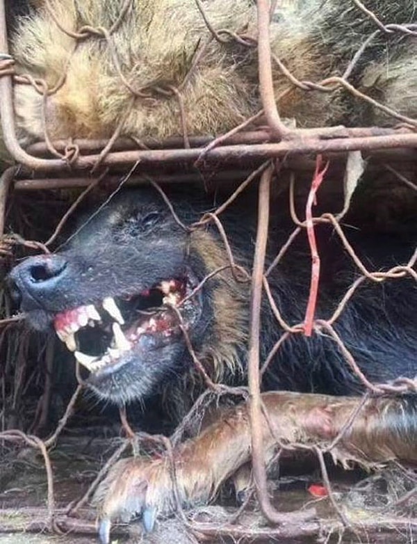 4. «Собаки пострадали от духоты и тесноты, — продолжает Ли. — Среди них начались вспышки заболеваний»