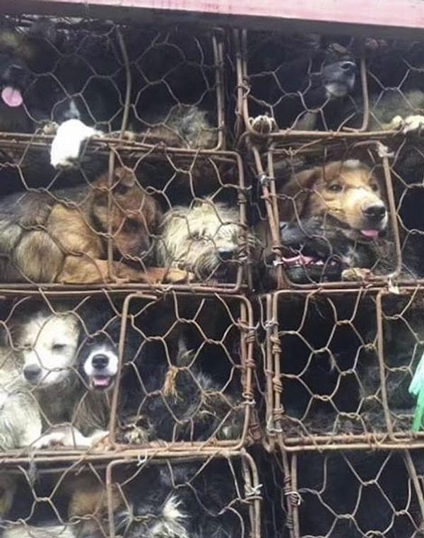 Kurtarıcılardan biri olan Xue Lian, köpeklerinin durumunun içler acısı olduğunu, ancak kafeslerden çıktıkları an çoğunun ağlamayı kestiğini belirtti.