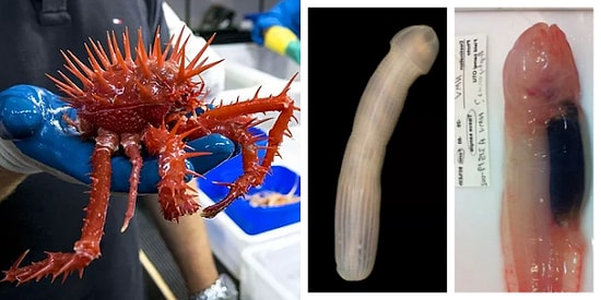 Penis Değil Solucan! Avustralya Okyanusunun Derinlerinde Henüz Keşfedilmiş Tuhaf Canlılar