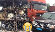 Yulin Festivali İçin Katliama Götürülen 800 Köpeği Kamyondan Kurtaran Güzel Yürekli İnsanlar