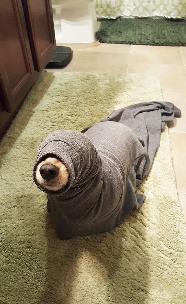 2. Морской котик вырвался на свободу