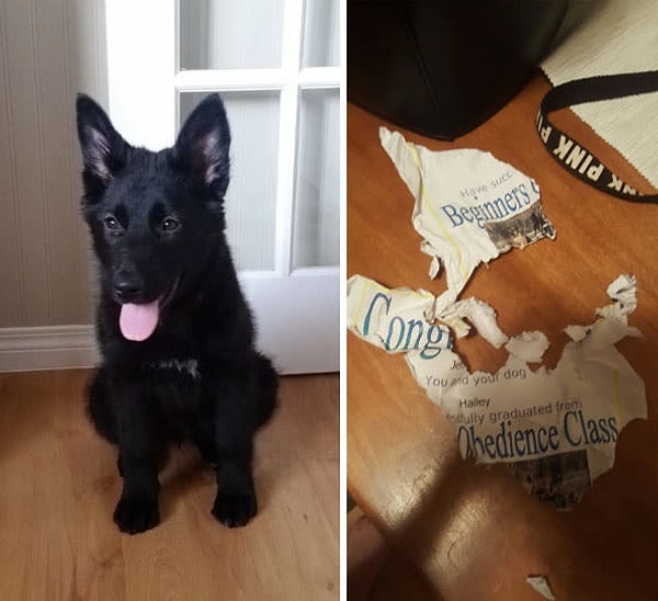 5. Вчера мой пес закончил курсы послушания и получил сертификат. Сегодня он порвал его