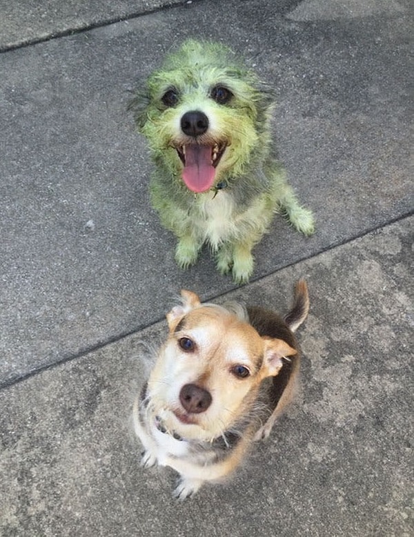 8. А вот мини-Халк