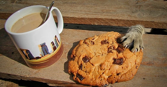 25 хулиганистых животных, которых поймали на месте преступления