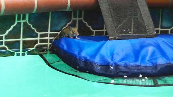 6. В первых его испытаниях удалось спасти 50 лягушек.