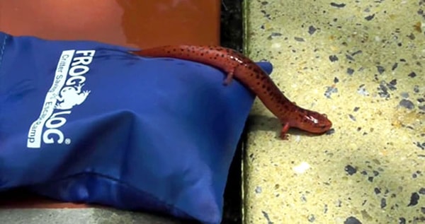 9. "Вы необычный человек. Вы заботитесь об этих, казалось бы, незначительных жизнях", — написал один из пользователей.