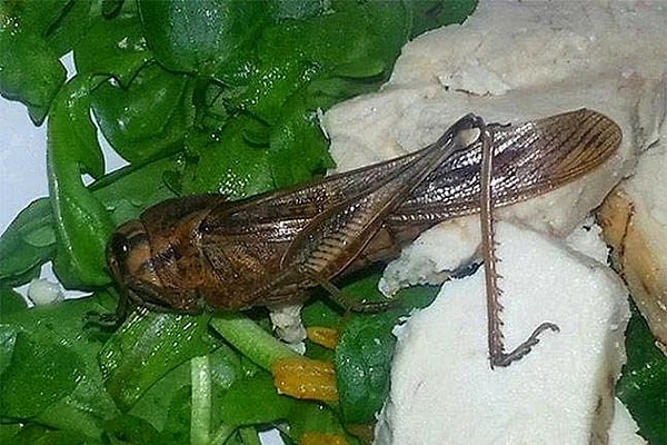 7. Еще одна малютка, обнаруженная в салате