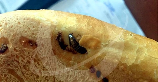 16. Жуки на буханке хлеба