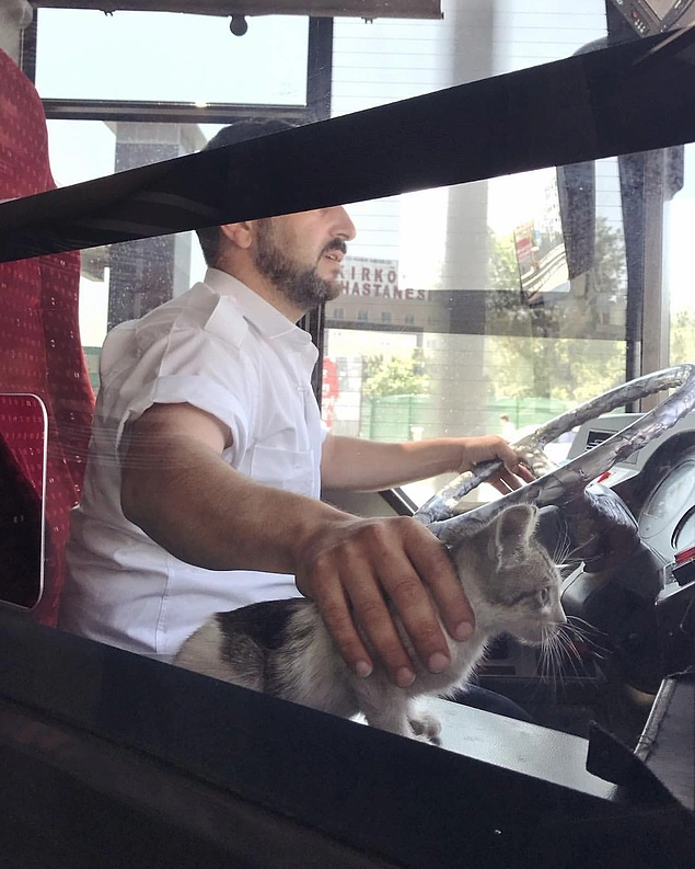 "Bir saat önce bu metrobüs şoförü, bu yavru kediyi E-5'te kurtarmış. Alkışlar eşliğinde yoluna devam ederken 👏