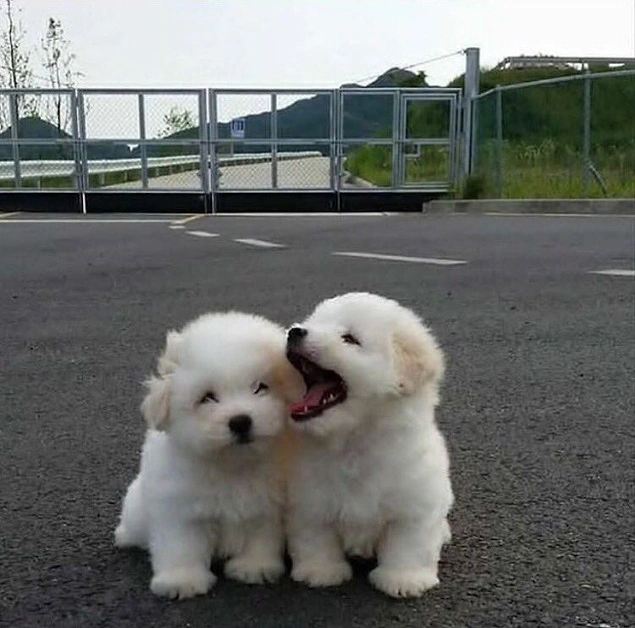 Yetmediyse şu iki pamuk şekerini verelim 🐶