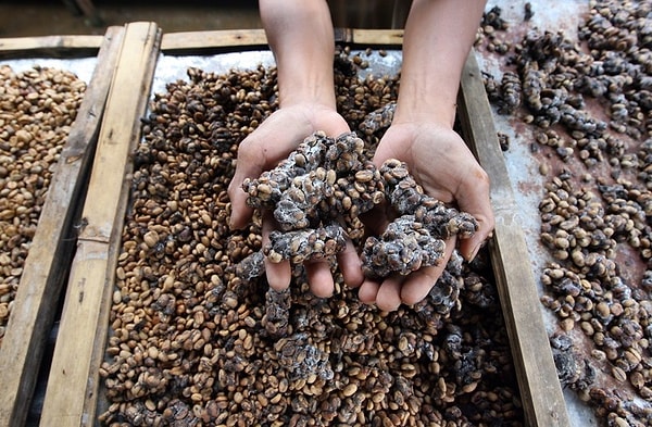 7. Если вы думаете, что после такого своеобразного процесса изготовления никто не захочет отведать данный напиток, вы глубоко ошибаетесь.