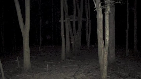 14. Неспроста же трупы часто находят именно в лесу.