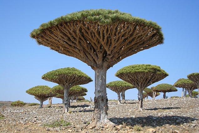 9. Socotra Adası, Yemen