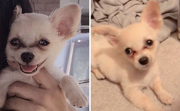 3. К счастью, малыша нашли и отвезли в приют для животных.