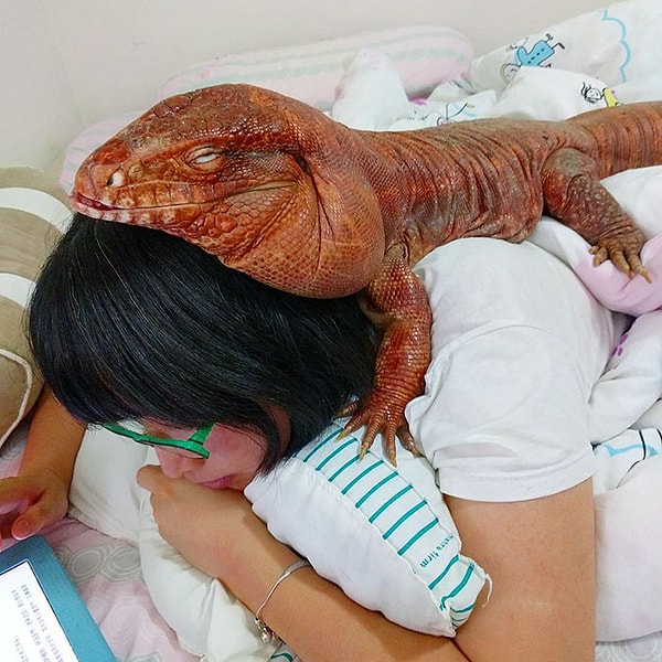 3. Эта очаровательная рептилия невероятно популярна в соцсетях.