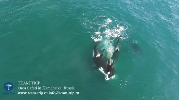 Drone'la Kaydedilen Görüntülerle, Balina Yiyen Katil Balinalar