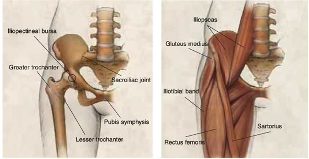 M Sartorius анатомия