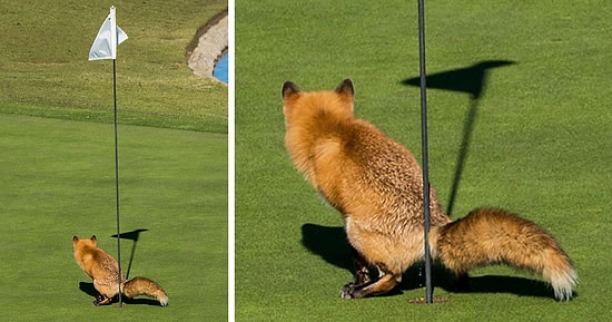 14 смешных снимков с конкурса комедийных фотографий дикой природы 2017