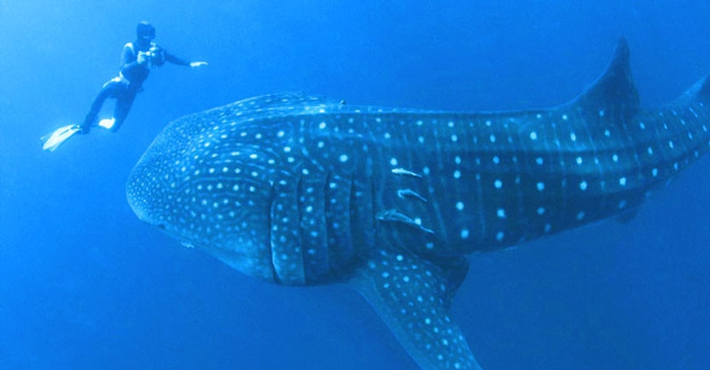 Китовая акула попросила дайвера о помощи, потянув его за руку