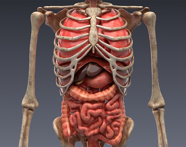 1. Наш первый вопрос. Какой центр управляет работой внутренних органов?