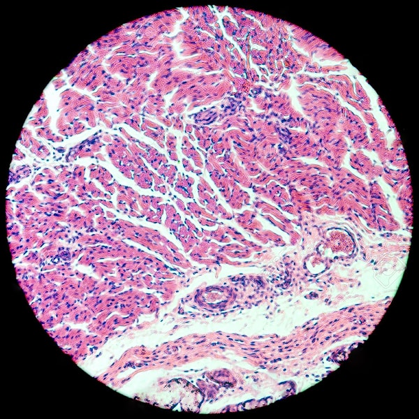 4. Начинаем усложнять. Что такое "гистология"?