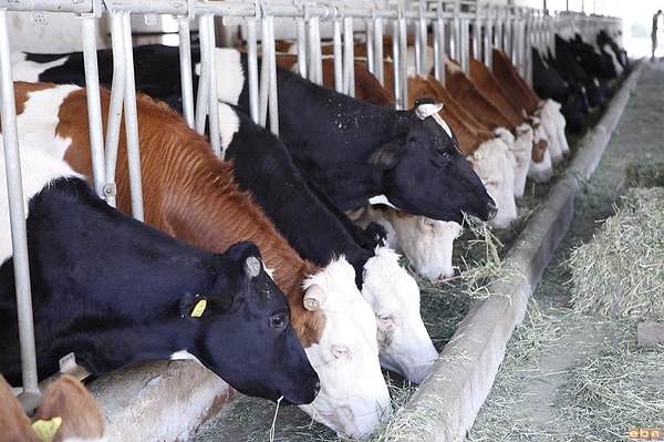 7. Бруцеллез можно заработать, выпив стакан цельного молока. Так ли это?